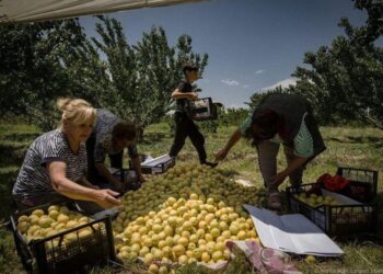 74.5% անկում. Հայկական գյուղմթերքի արտահանման ճգնաժամի համակարգային պատճառները