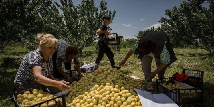 74.5% անկում. Հայկական գյուղմթերքի արտահանման ճգնաժամի համակարգային պատճառները