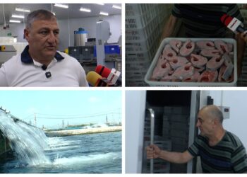 Հայկական ձուկը միջազգային շուկա չի հասնում․ ձկնաբույծները ճգնաժամի առաջ են