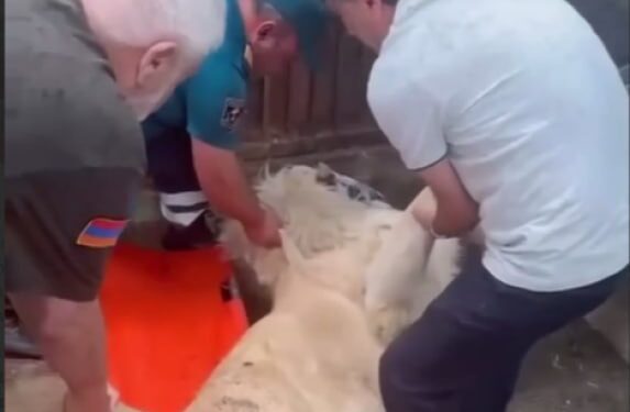 Քնեցված առյուծներից մեկը չի արթնացել․ քաղաքապետարանը չի հաստատում և չի հերքում տեղեկությունը